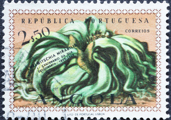 Portugal - circa 1959: a postage stamp from Angola, showing the historic plant Welwitschia mirabilis