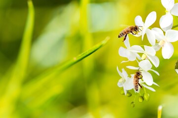 Obraz premium Spring design, Two Bees flying over the flower on green natural garden background.