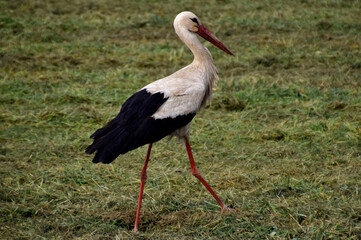 Ein Weißstorch in einer Wiese auf Nahrungssuche (Großaufnahme)