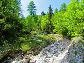 Fototapeta na wymiar Meadow surrounded by forest in bright green foliage next to a dry stream or torrent in Slovenia