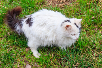 Naklejka na ściany i meble Cute cat in green grass on a meadow