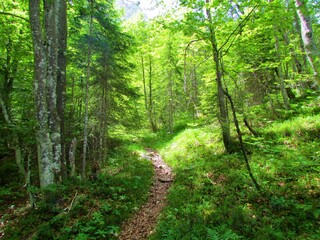 Fototapeta na wymiar Path leading through a beech and spruce forest overgrown with grass and sunlight shining on the ground towards Pod Špik in Triglav national park, Slovenia
