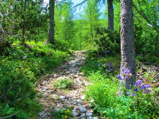 Path full of stones leading past a mountain larch forest above Lipanca and Pokljuka, Slovenia surrounded by purple flowering alpine columbine (Aquilegia alpina)