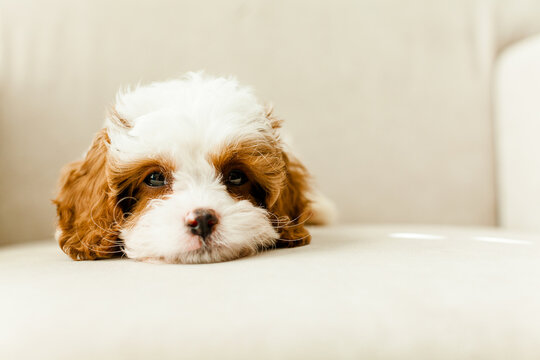 Puppy Cavapoo dog