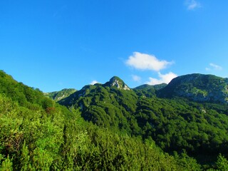 Fototapeta na wymiar Hill covered in creeping pine in Julian alps and Triglav national park, Slovenia