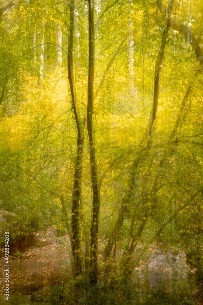 Wall mural Artistic Woodland Colouring, Glencree, County Wicklow