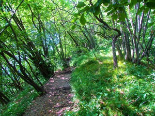 Dirt path leading through a beech (Fagus sylvatica) and european hop-hornbeam (Ostrya carpinifolia) woods towards Grmada in the hills of Polhov Gradec in Slovenia