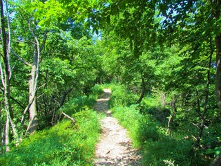 Fototapeta na wymiar Dirt path leading through a scots pine (Pinus sylvestris) forest towards Grmada in the hills of Polhov Gradec