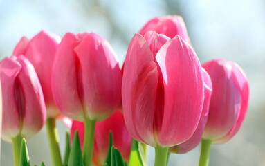 Pink tulips close up. Spring flowers for greeting cards.