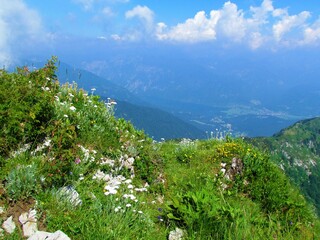Bright mountain wild garden at Crna prst in Julian alps in Gorenjska, Slovenia full of white blooming silvery yarrow (Achillea clavennae) and yellow alpine sun rose (Helianthemum alpestre)