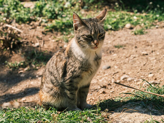 portrait of a cute cat