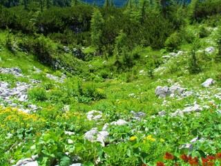 Alpine meadow full of blooming golden root, rose root (Rhodiola rosea) flowers and creeping pine (Pinus mugo) and small larch trees in the backround in Julian alps in Slovenia