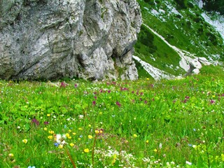 Colorful alpine meadow full of blooming purple, yellow and white wildflowers and a rock wall in the...