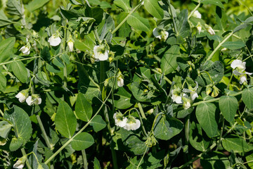 Blooming green pea plants in the vegetable garden