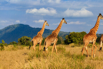 Naklejka na ściany i meble Group of giraffes walking in Ngorongoro Conservation Area in Tanzania. Wildlife of Africa