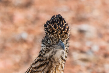 Greator Roadrunner (Geococcyx californianus) Portrait