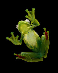 Jade Tree Frog (Rhacophorus dulitensis) on glass. Indonesian tree frog.