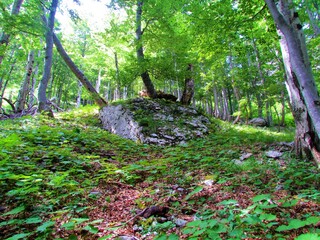 Large rock in a summer mountain beech forest with butterburs (Petasites) growing around it and trees growing from the top of the rock in Slovenia