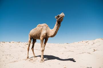 dromadaire chameau dans le desert, Morocco Maroc