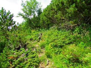 Obraz premium Trail covered by roots surrounded by grass and yellow blooming ox-eye (Buphthalmum salicifolium) flowers and creeping pine in Slovenia