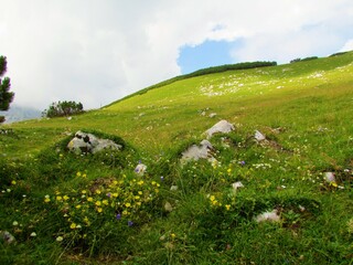 Alpine meadow bellow the top of Kompotela mountain lit by sunlight in Kamnik-savinja alps in...