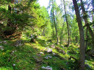 Fototapeta na wymiar Bright mountain larch and spruce forest above Pokljuka in Slovenia with the forest floor covered with grass and rocks and sunlight shining throught