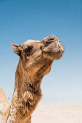 dromadaire chameau dans le desert, Morocco Maroc