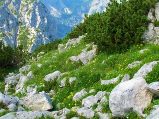 Small mountain meadow below Debela pec in Triglav national park, Slovenia covered with yellow...
