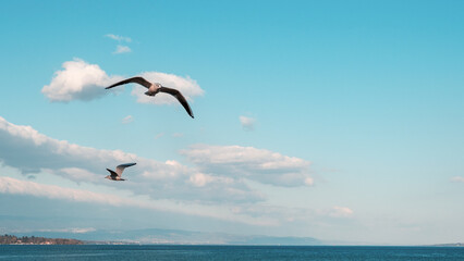 Fototapeta na wymiar Mouettes en vol au dessus du lac de Genève