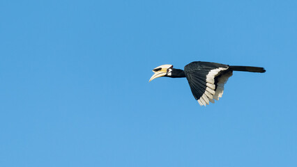 Oriental Pied Hornbill flying in mid air isolated on clear blue sky