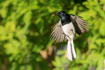 Male Oriental Magpie Robin hovering in mid air
