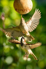 Female and male House Sparrows hovering in mid air
