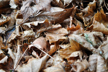 Autumn Leaf Pile