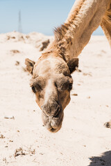 dromadaire chameau dans le desert, Morocco Maroc