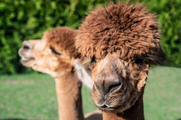 Obraz premium Alpakas