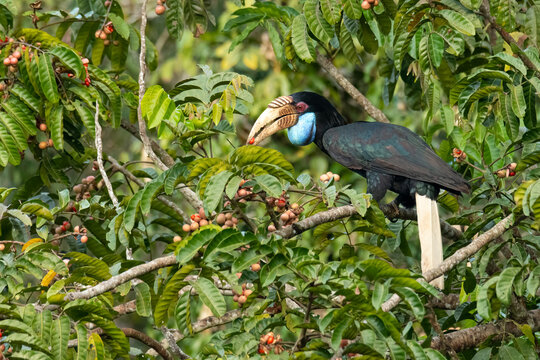 Female Wreathed Hornbill eating pithraj fruit