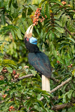 Female Wreathed Hornbill choosing pithraj fruit seed to eat
