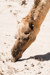 dromadaire chameau dans le desert, Morocco Maroc
