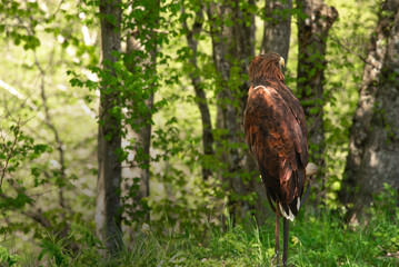 Beautiful hawk bird. Amazing nature. Wild animals. 