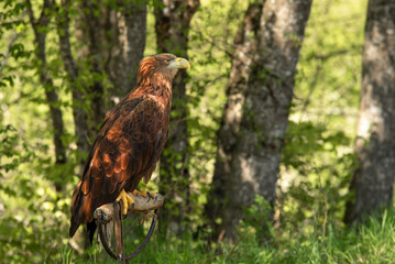 Beautiful hawk bird. Amazing nature. Wild animals. 