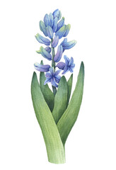 Hyacinth flower, spring plant. Hand drawn watercolor botanical illustration. Image for postcard, poster, nature design.