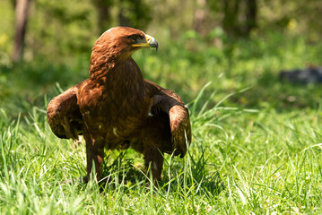 Beautiful hawk bird. Amazing nature. Wild animals. 