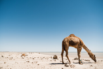 dromadaire chameau dans le desert, Morocco Maroc