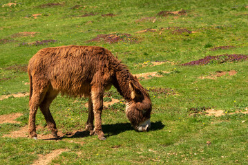 Young donkey eat the grass. Farm animals.