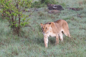 lioness in the grass