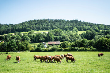 Kühe auf der Weide