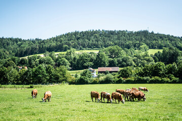 K&uuml;he auf der Weide