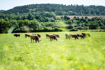 Kühe auf der Weide
