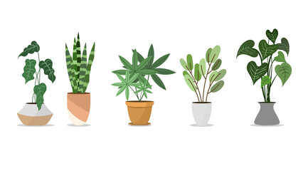 Plants planted in indoor pots to decorate the house vector , isolated on white background ,  Flat cartoon flat style. illustration Vector EPS 10