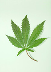 Beautiful green cannabis leaf isolated on green background